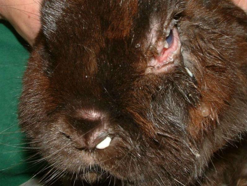 Description: Eye: dacryocystitis | rabbits | Vetlexicon Lapis from Vetstream ...