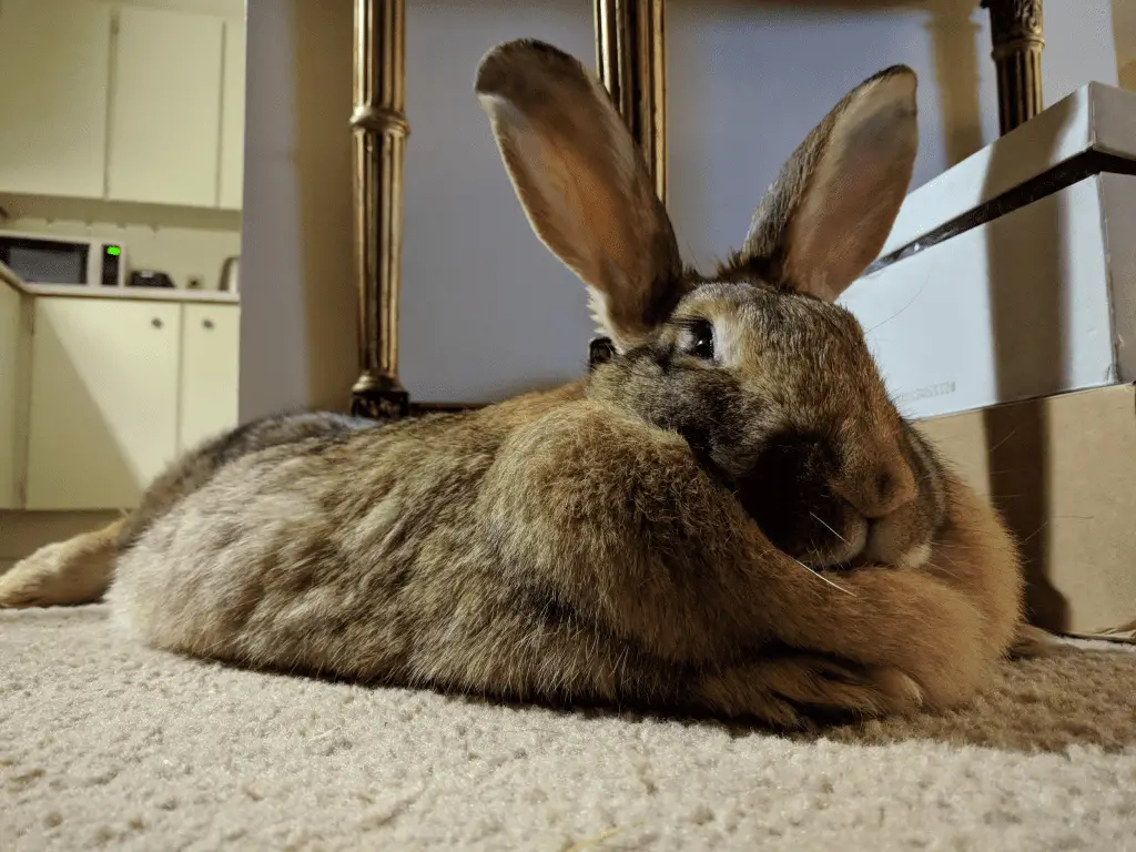 Appearance of Rabbit Dewlap Meaning - Here Bunny