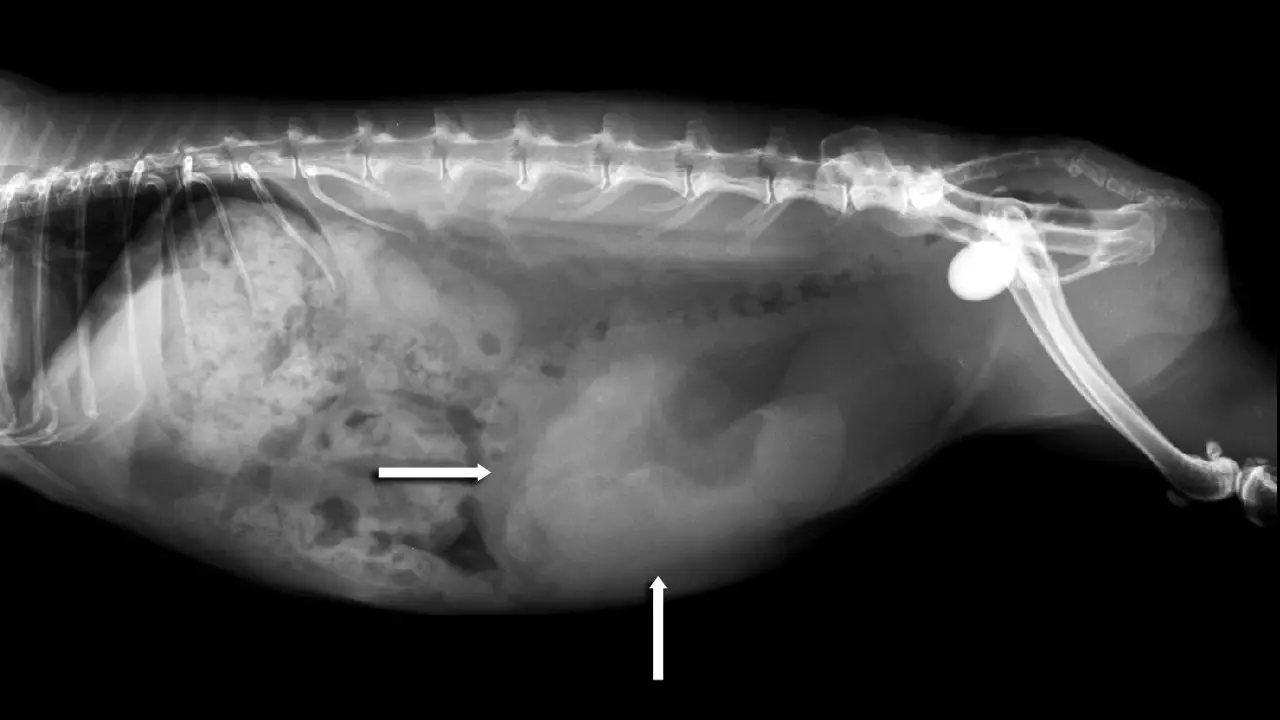 Pyometra in Female Rabbits Prevention and Cure Here Bunny