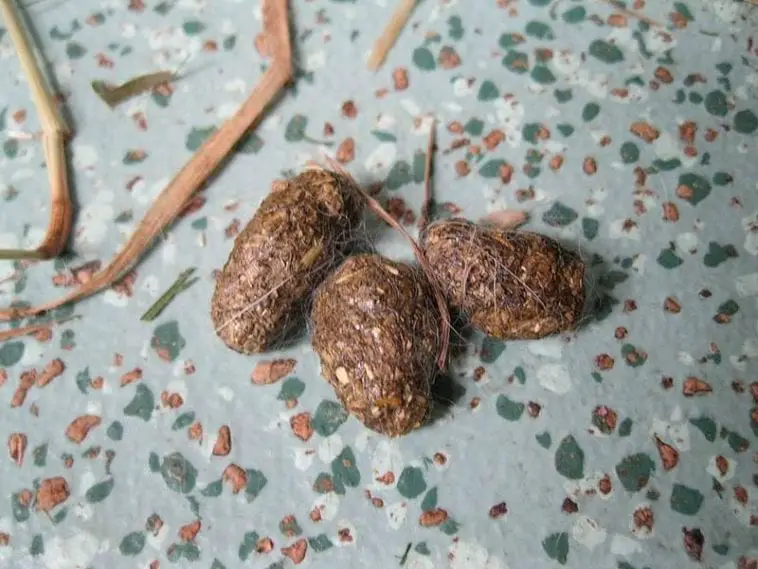 What Does the BeigeColored Poop Of Your Rabbit Mean? Here Bunny