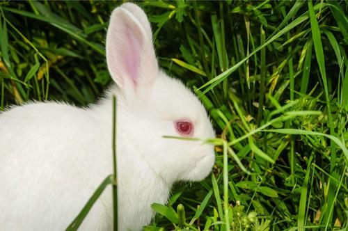 Getting To Know Your Rabbit's Eyes: What Are Their Common Infections ...