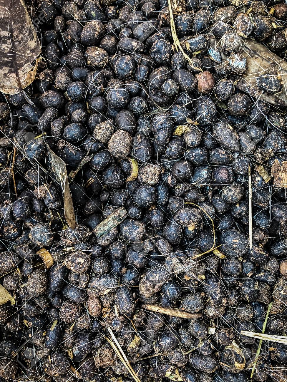 Is Rabbit Manure a Good Fertilizer? Here Bunny