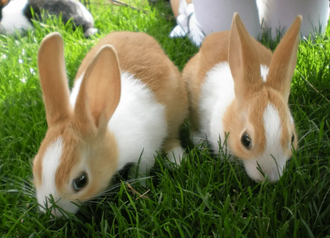 9 Food That Can Poison Rabbits? Here Bunny