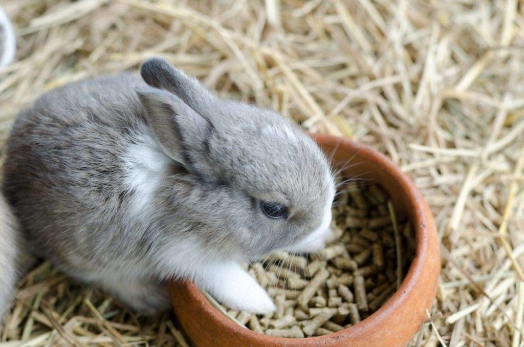 Description: Buy Bio Blooms Rabbit/Bunny Pellet Foods (5KG) Bio_253C Online at ...