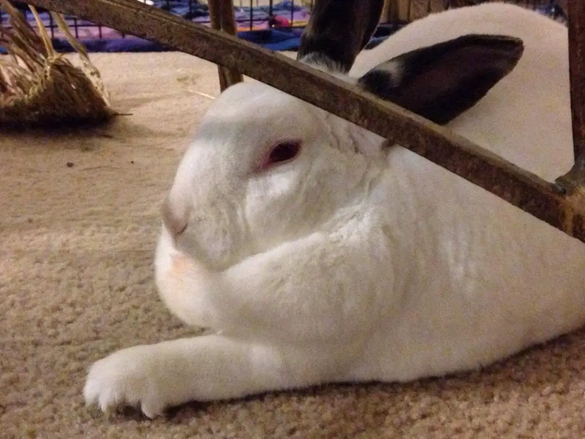 Appearance of Rabbit Dewlap Meaning Here Bunny