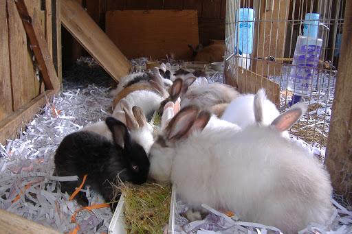 Description: German/Giant Angora Hybrid Rabbits - Starlight Hill Farm