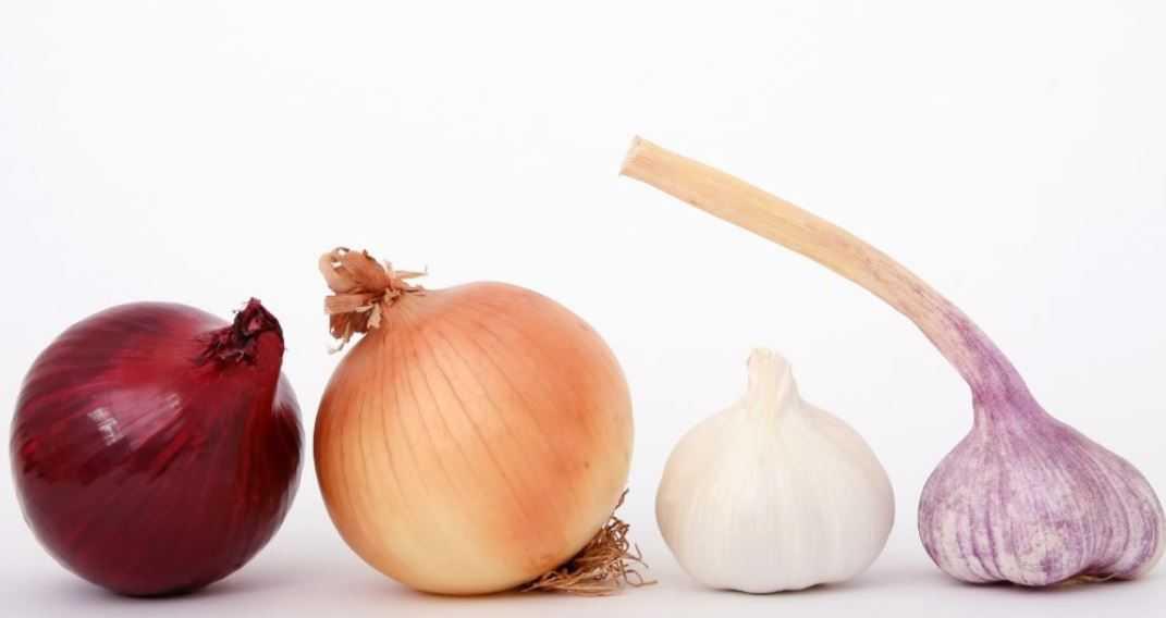 Are Onions Safe for Rabbits? Here Bunny