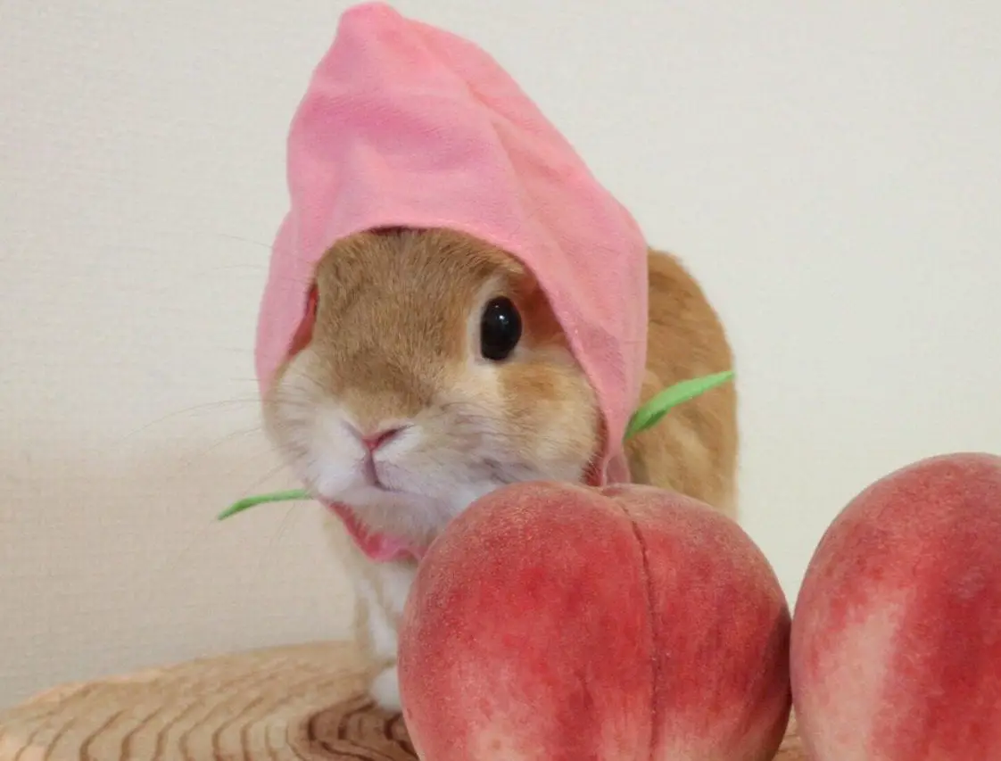 Can Rabbits Eat Peaches? Here Bunny