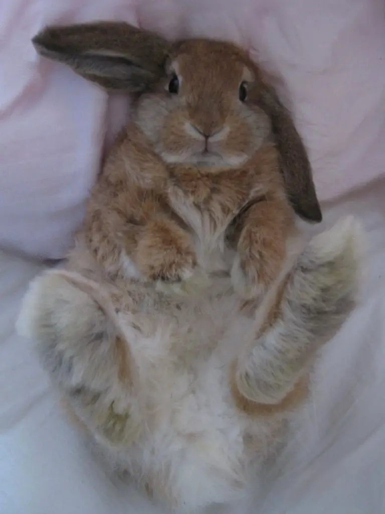 Description: Bunny belly-rub! | Animals, Cute animals, Pets