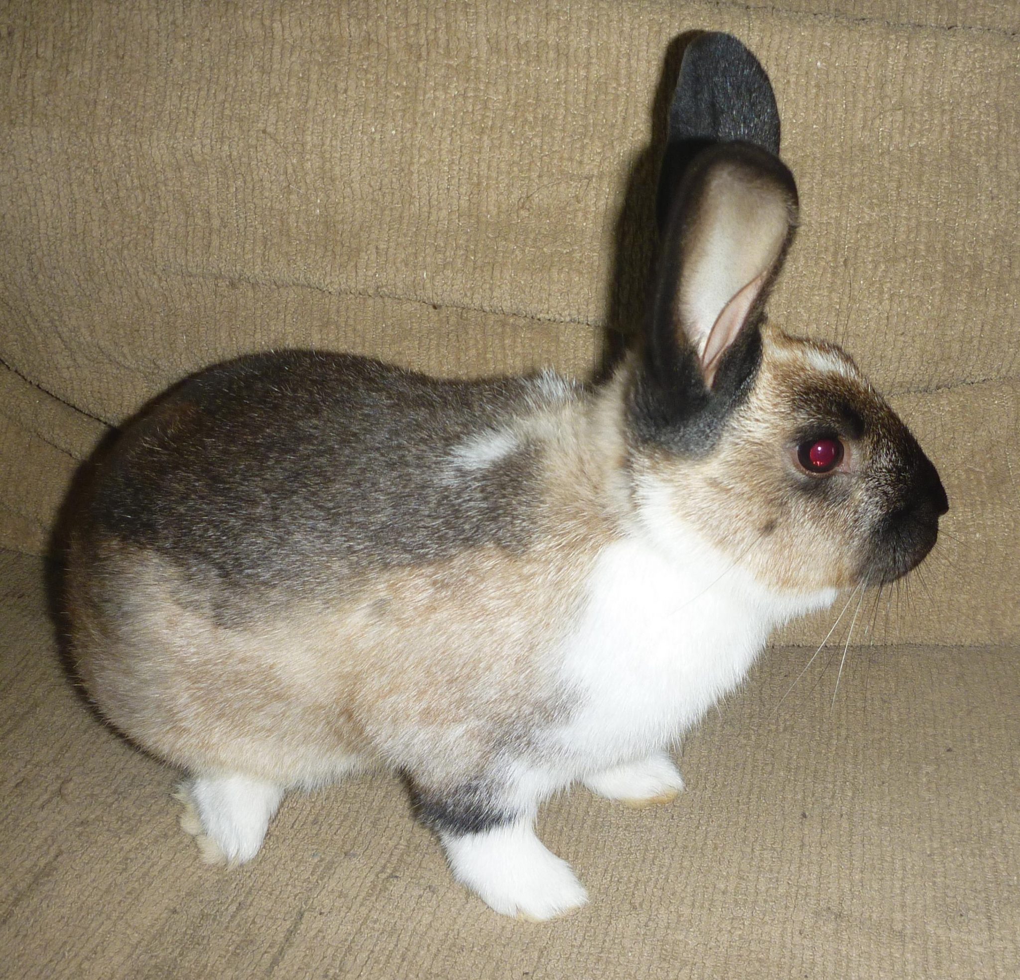 Getting To Know Agouti Rabbits and The Nature of Their Color Here Bunny