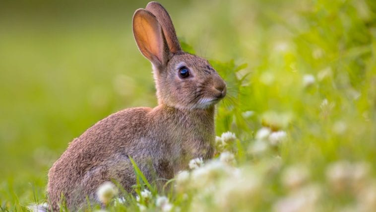 Rabbit Pee Smells Like Popcorn Indication And Causes Here Bunny