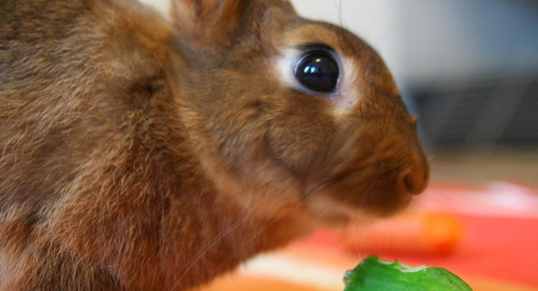 Description: Can Rabbits Eat Cucumber? | Reference.com