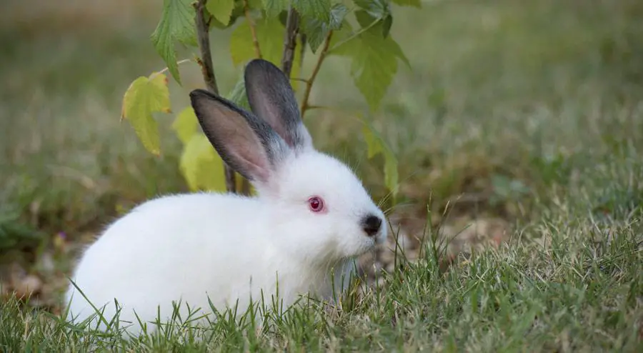 are rabbits nocturnal yahoo