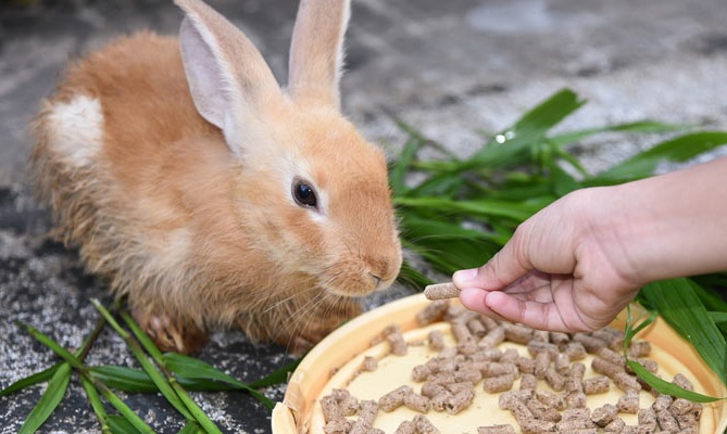 best food for rabbit growth