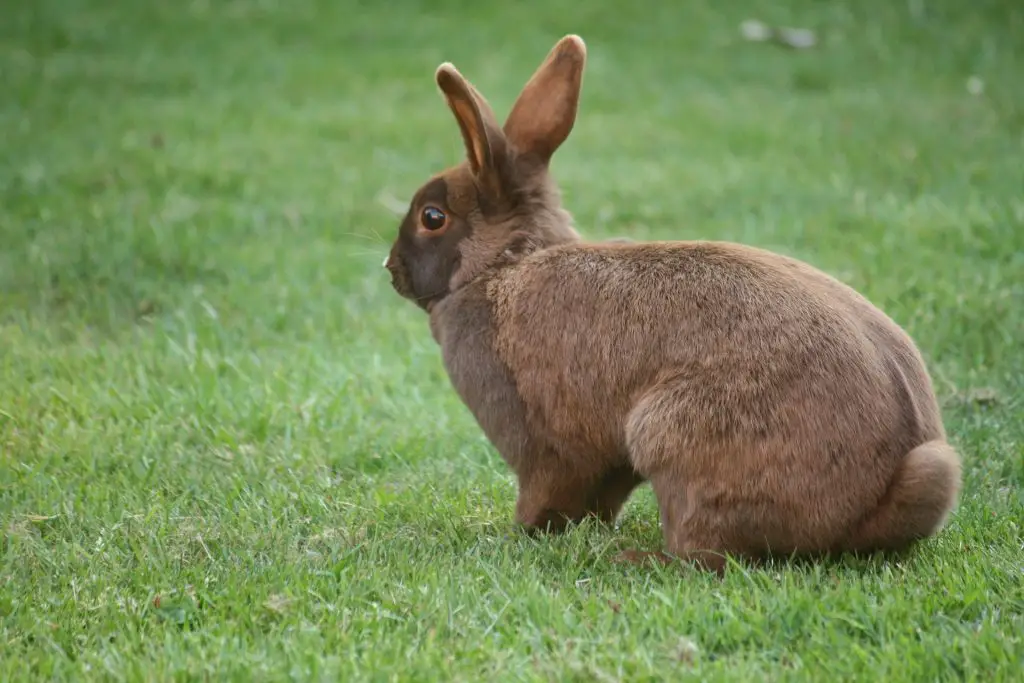 Why do your rabbits thump? Here Bunny