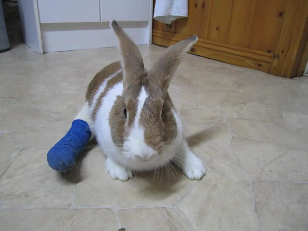 Description: Rabbit with a splint | Rayya The Vet | Flickr