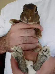 What To Do When Your Rabbit's Toenail Is Ripped Off? | Here Bunny What To Do When Your Rabbit's Toenail Is Ripped Off? | Here Bunny