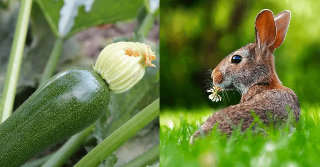 Should Zucchini Be Given To Your Rabbits? Here Bunny