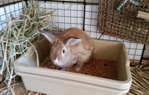 DIY Bunny Litter Box Easy Steps | Here Bunny