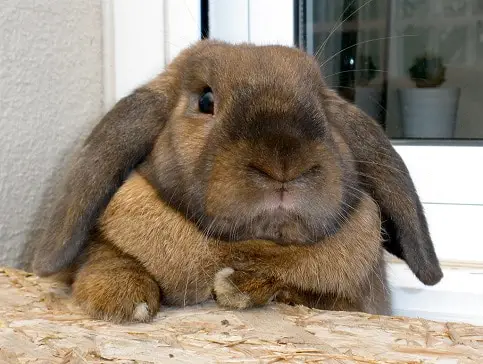Description: Image result for How rabbits get fat