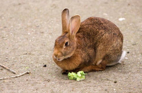 Description: Image result for Rabbit Pee Smells Like Popcorn