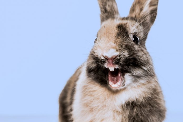 Description: Image result for What To Do When Your Rabbit Is Screaming