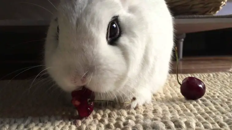 Cherries For Rabbits