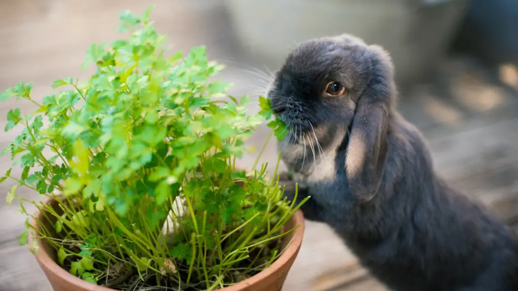 Cilantro For Rabbits Feeding Guide, Nutrition & Facts Here Bunny