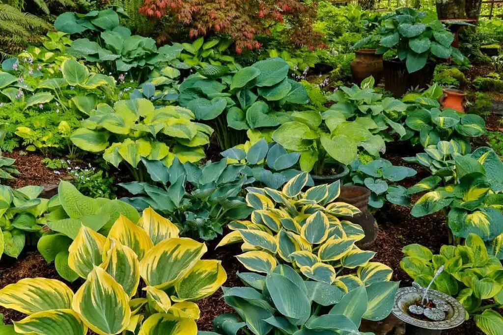 Can Your Rabbit Eat Hostas? (Health Risks, Preventive Measures & Food