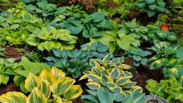 Hostas For Rabbits