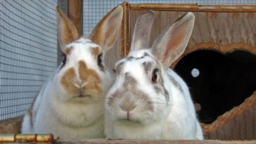 Parasitic Infestation In Rabbits