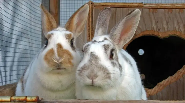 Parasitic Infestation In Rabbits