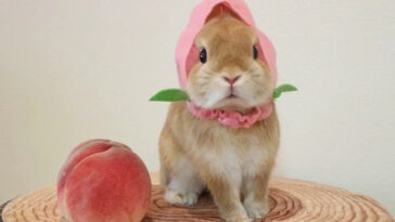 Peaches For Rabbits