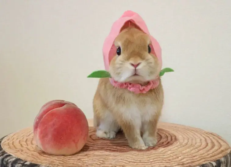 Peaches For Rabbits