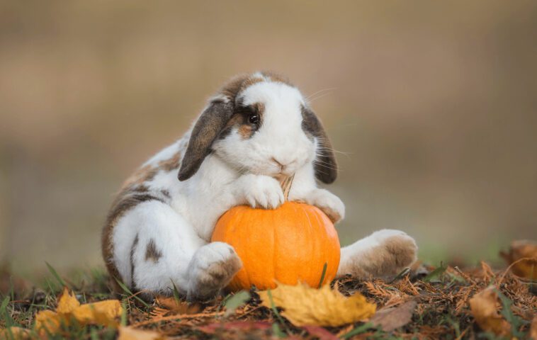 Pumpkins For Rabbits