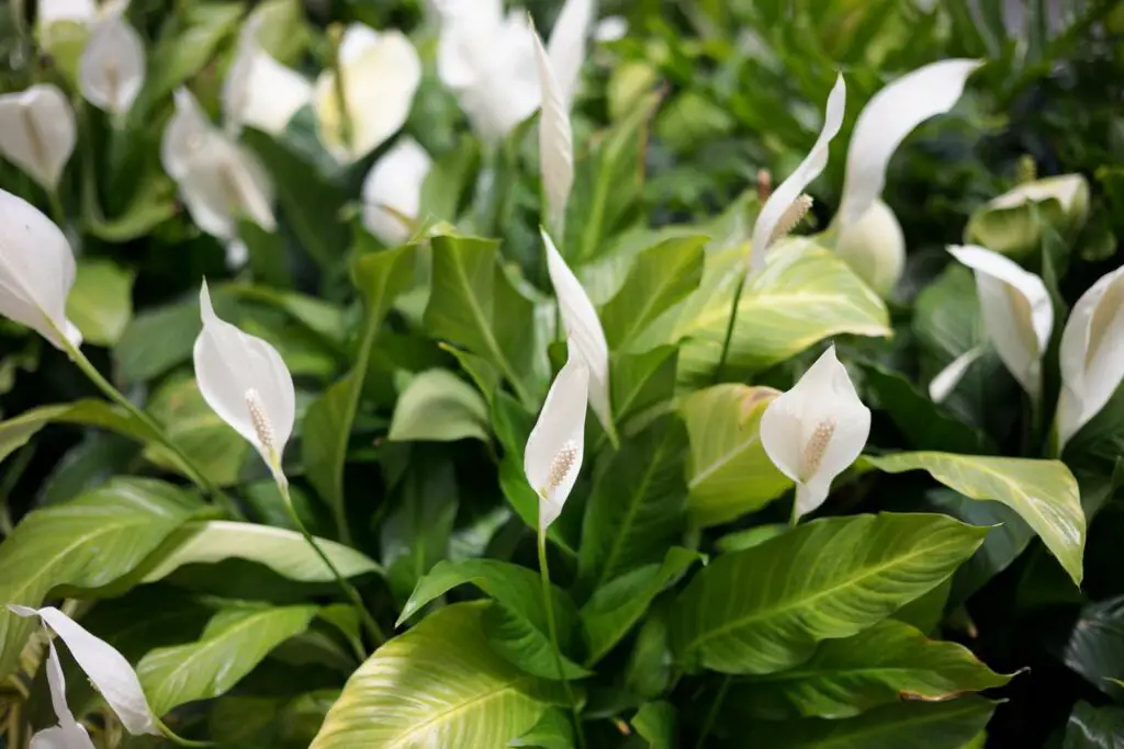 Is Peace Lily Poisonous To Your Rabbits? (Facts, Diagnosis & Food Alternatives) Here Bunny