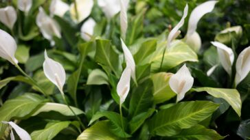 Peace Lilies For Rabbits