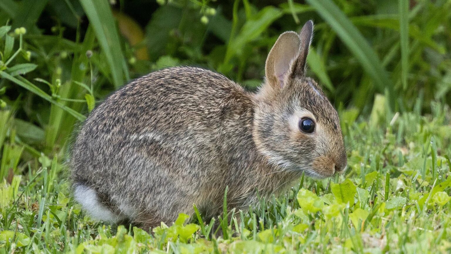 Diarrhea In Rabbits Causes, Treatment & Prevention Here Bunny