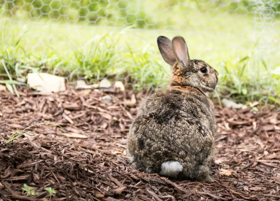 Rabbit Poop As Fertilizer For Your Garden) Here Bunny