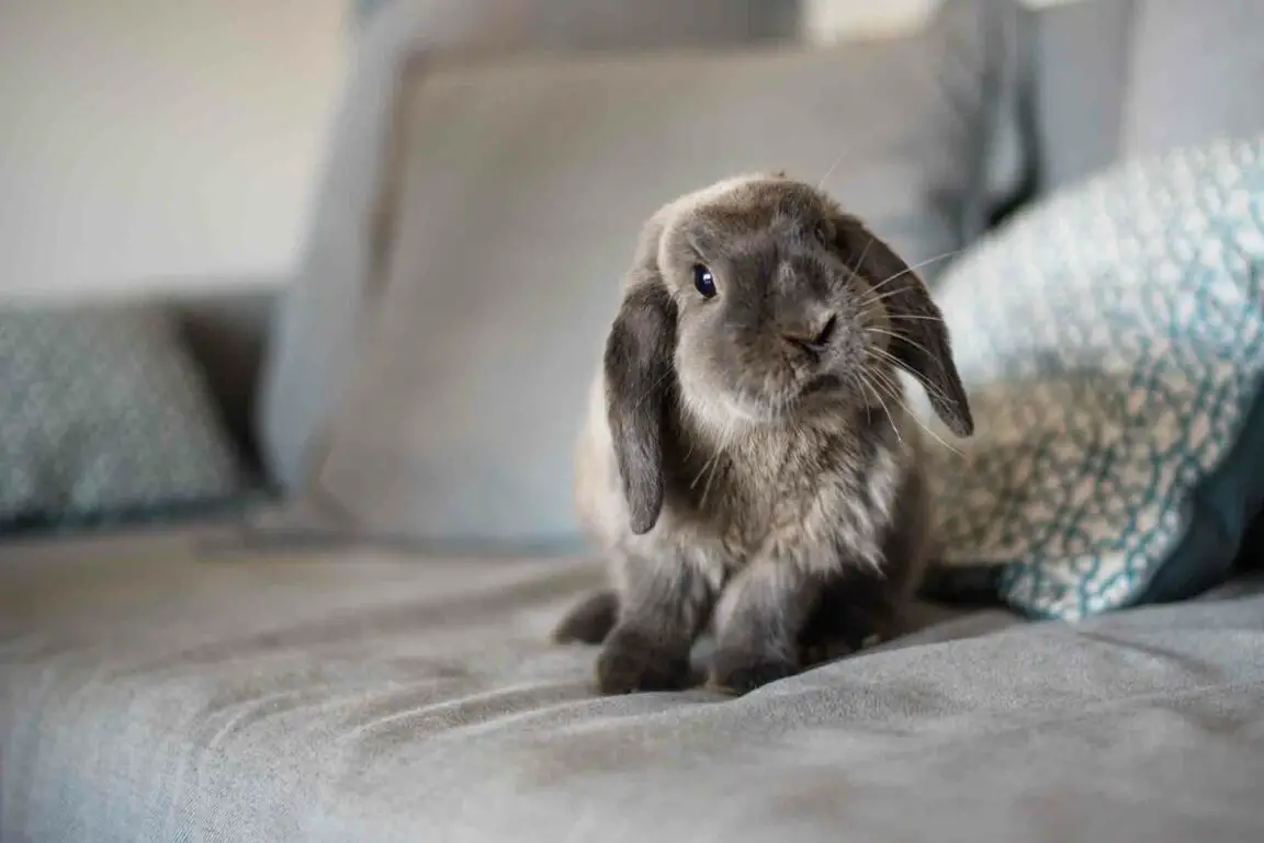 Rabbit Testicles Common Problems, Symptoms & Best Practices Here Bunny