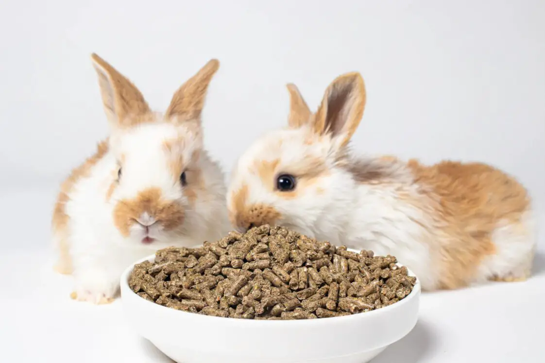 The Definitive Guide To What Foods Rabbits Can & Cannot Eat - Here Bunny