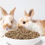 Food For Rabbits