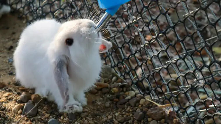 Rabbit Drinking Water