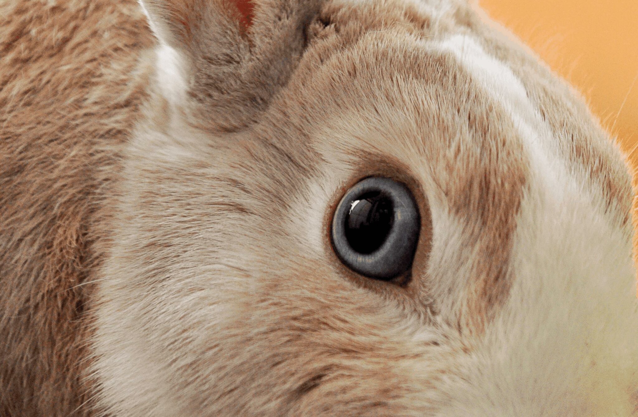 Understanding Your Rabbit’s Eyes Common Infections (And Treatment