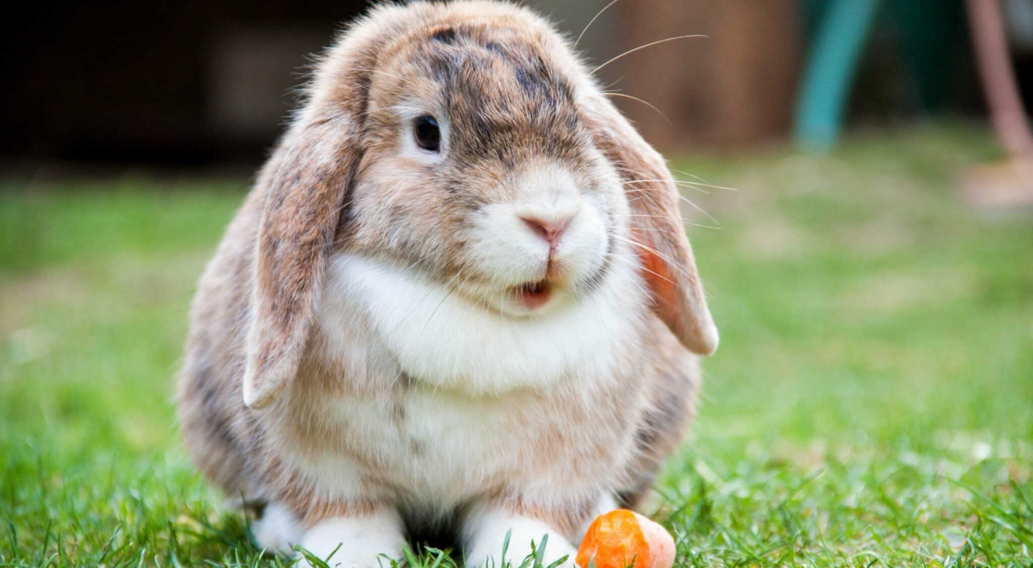 Obesity In Rabbits: Signs, Causes, Prevention, and Treatment - Here Bunny