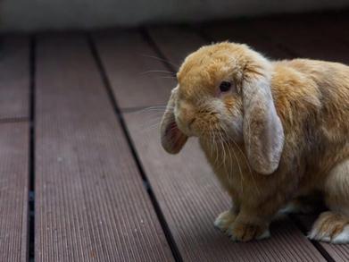 Rabbit Poop: How Type, Texture, Color, and Shape Indicate Health &  Digestion | Here Bunny