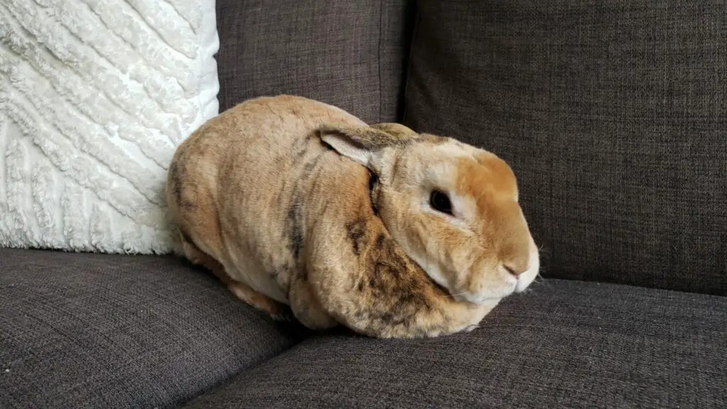 Understanding Your Rabbit’s Eyes Common Infections (And Treatment) Here Bunny