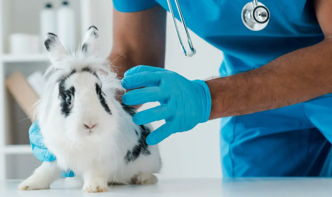 Vaccinations For Rabbits Advantages & Importance Here Bunny