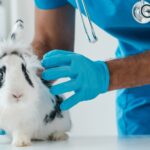 Vaccinations For Rabbits