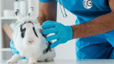 Vaccinations For Rabbits